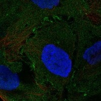 Neuromedin UR2/NMUR2 Antibody - BSA Free Immunocytochemistry/ Immunofluorescence: Neuromedin UR2/NMUR2 Antibody - BSA Free [NBP3-17281]