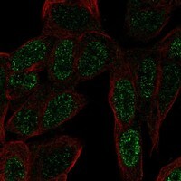 ZNF568 Antibody - BSA Free Immunocytochemistry/ Immunofluorescence: ZNF568 Antibody - BSA Free [NBP3-17330]