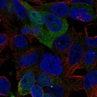 AMDHD1 Antibody - BSA Free Immunocytochemistry/ Immunofluorescence: AMDHD1 Antibody - BSA Free [NBP3-17337]