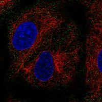 PEX11B Antibody - BSA Free Immunocytochemistry/ Immunofluorescence: PEX11B Antibody - BSA Free [NBP3-17415]