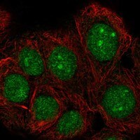 TAF1D Antibody - BSA Free Immunocytochemistry/ Immunofluorescence: TAF1D Antibody - BSA Free [NBP3-17442]
