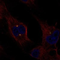 Exostosin-like 1/EXTL1 Antibody - BSA Free Immunocytochemistry/ Immunofluorescence: Exostosin-like 1/EXTL1 Antibody - BSA Free [NBP3-17488]