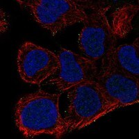 AKAP7 Antibody - BSA Free Immunocytochemistry/ Immunofluorescence: AKAP7 Antibody - BSA Free [NBP3-17649]