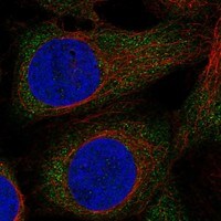 MAD2L2 Antibody - BSA Free Immunocytochemistry/ Immunofluorescence: MAD2L2 Antibody [NBP3-17735]