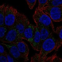 TSPAN8/TM4SF3 Antibody - BSA Free Immunocytochemistry/ Immunofluorescence: TSPAN8/TM4SF3 Antibody - BSA Free [NBP3-17777]