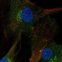 FNDC3A Antibody - BSA Free Immunocytochemistry/ Immunofluorescence: FNDC3A Antibody [NBP3-17849]