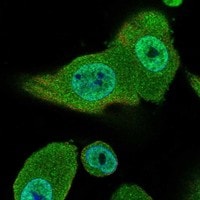 Glypican 4 Antibody - BSA Free Immunocytochemistry/ Immunofluorescence: Glypican 4 Antibody - BSA Free [NBP3-17858]