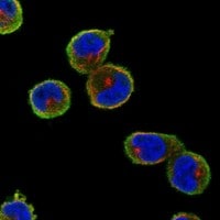 TXNDC3 Antibody - BSA Free Immunocytochemistry/ Immunofluorescence: TXNDC3 Antibody - BSA Free [NBP3-17953]