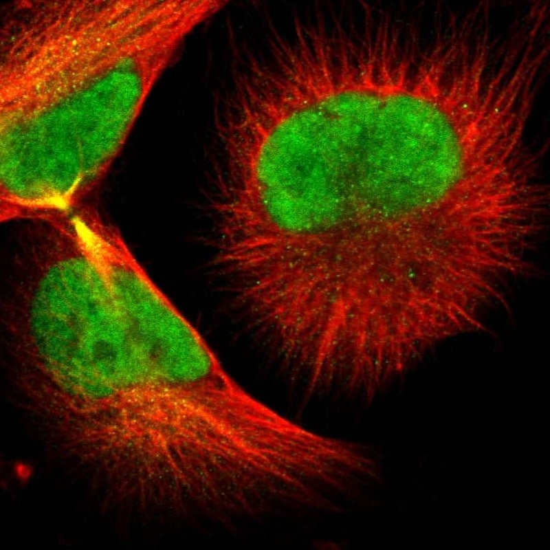RAP30 Antibody - BSA Free Immunocytochemistry/ Immunofluorescence: RAP30 Antibody [NBP3-17973]