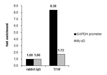 RAP74 Antibody
