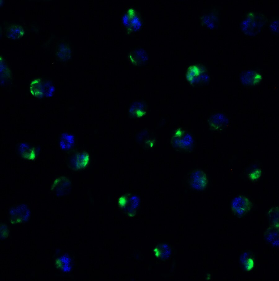 PEX10 Antibody - BSA Free