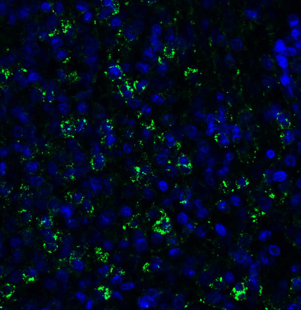 PEX10 Antibody - BSA Free