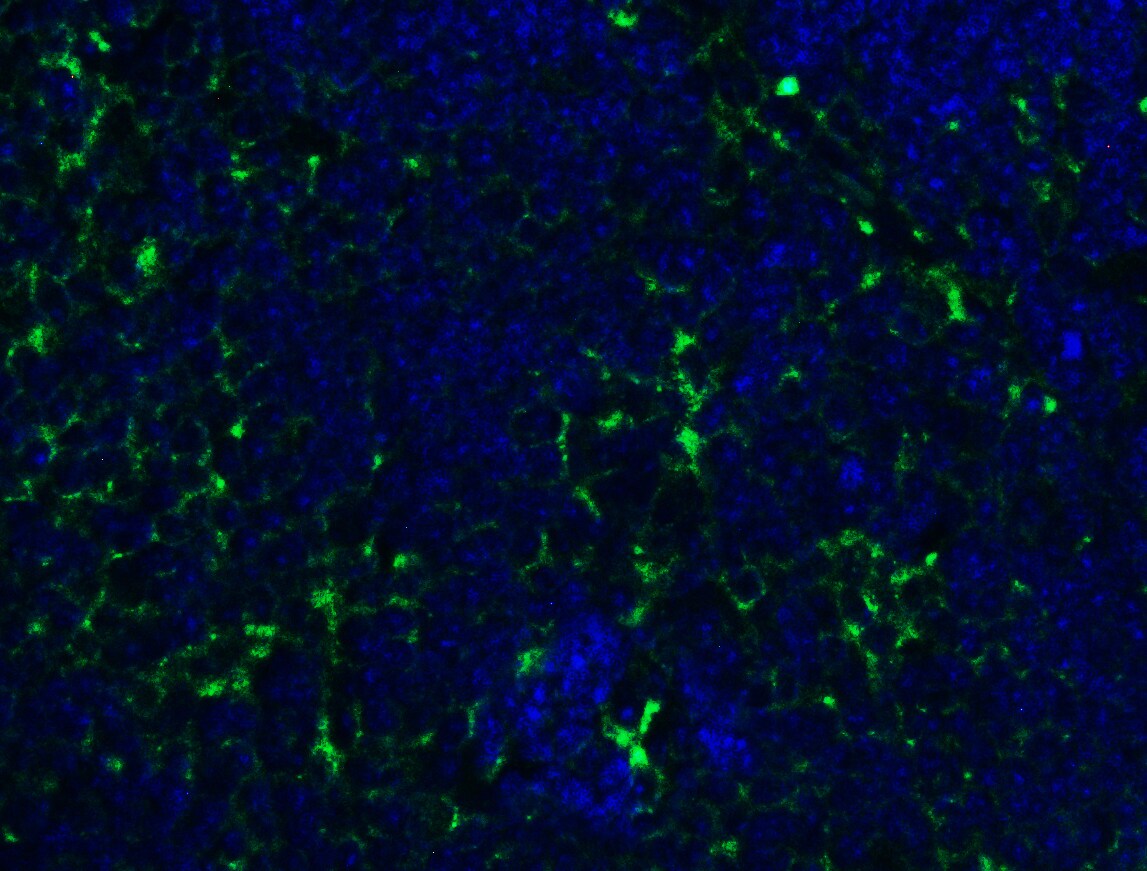 PEX3 Antibody - BSA Free