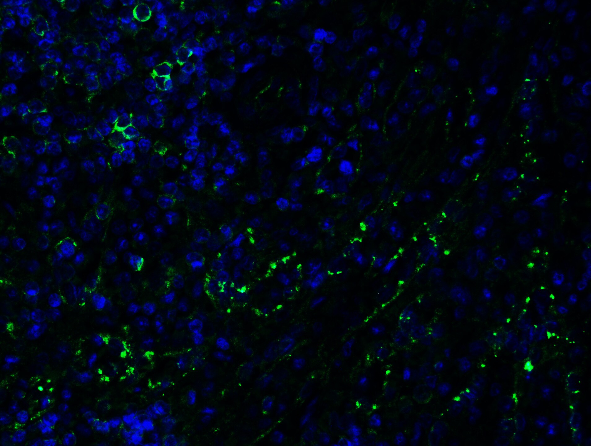 PEX3 Antibody - BSA Free