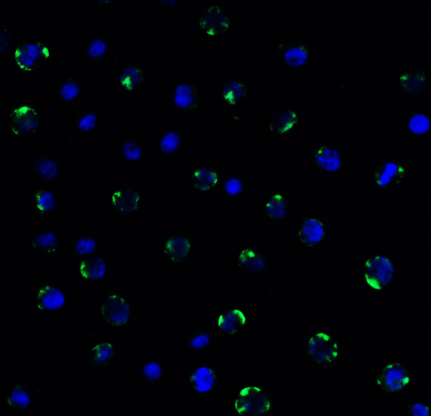 PEX3 Antibody - BSA Free