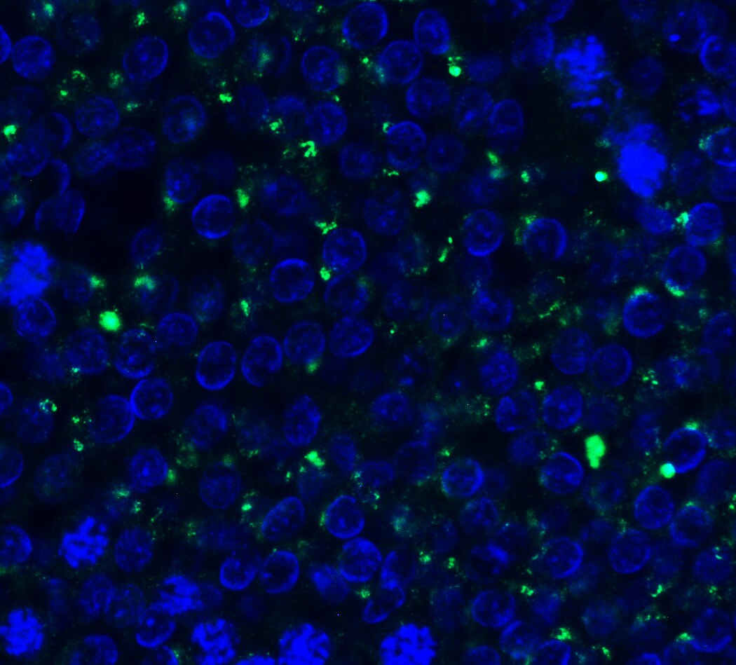 PEX3 Antibody - BSA Free