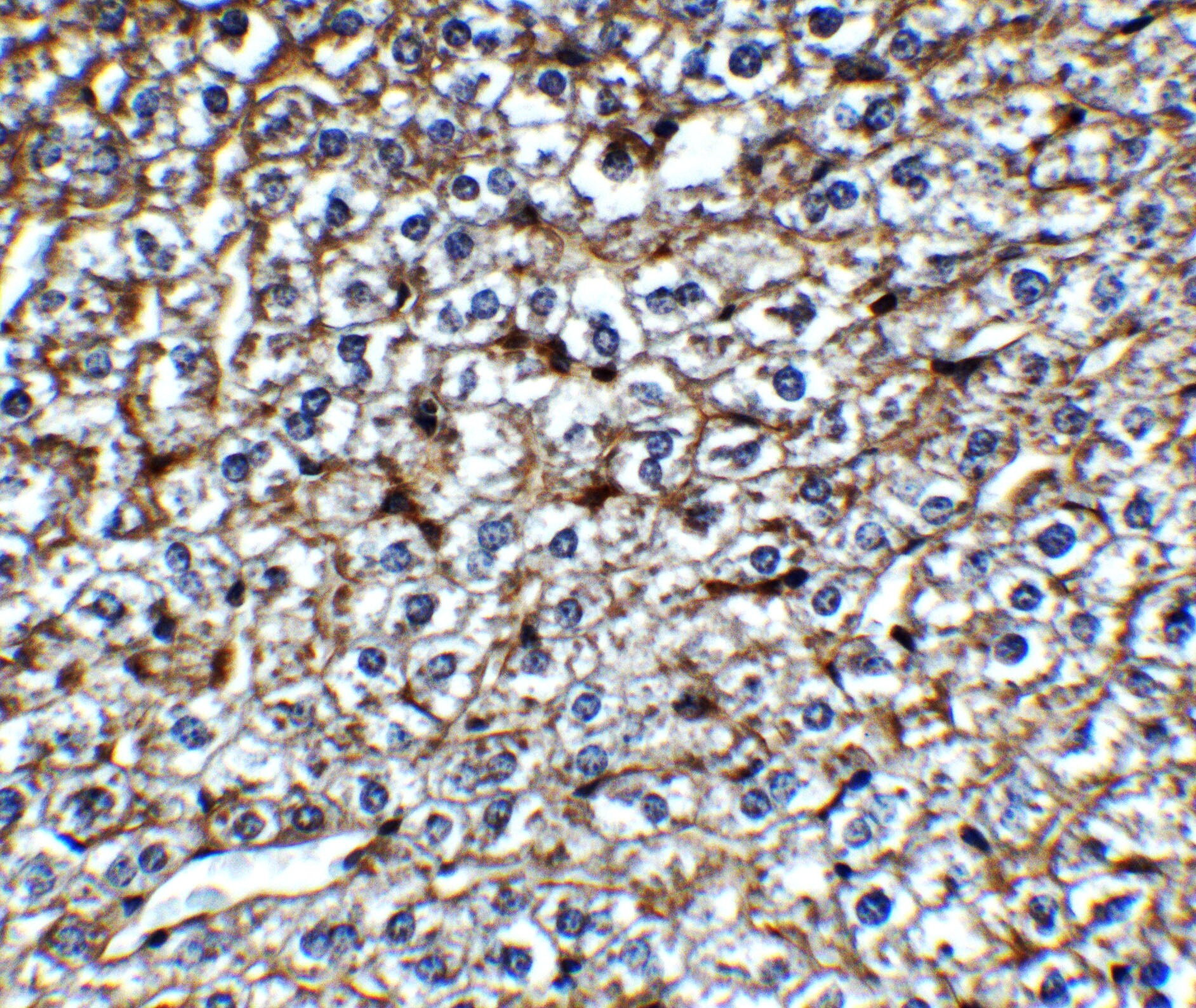 MCPIP1/ZC3H12A Antibody - BSA Free