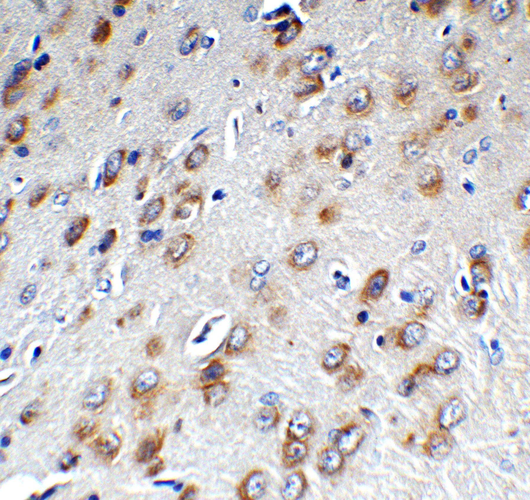 MCPIP1/ZC3H12A Antibody - BSA Free
