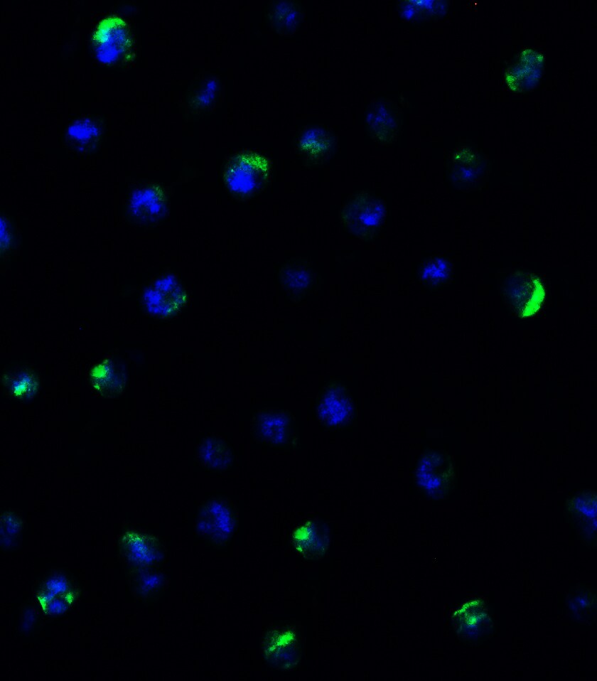 mtRNA polymerase Antibody - BSA Free