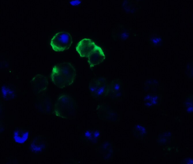 Frizzled-6 Antibody - BSA Free
