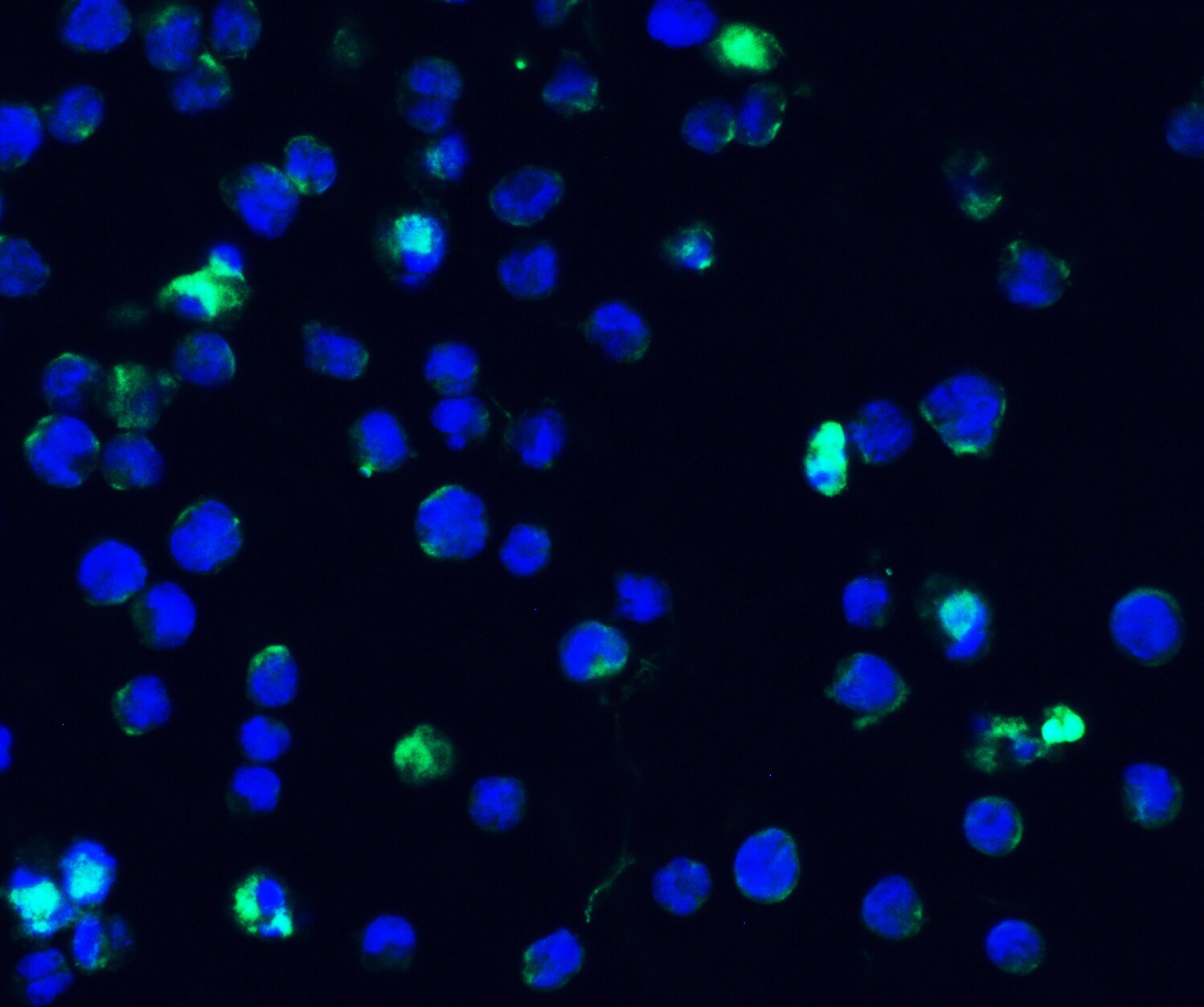 IFI16 Antibody - BSA Free