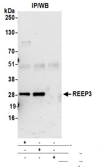 REEP3 Antibody
