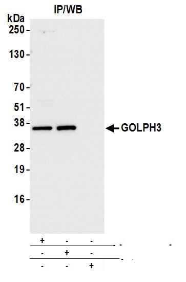 GOLPH3 Antibody