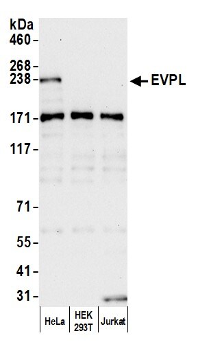 EVPL Antibody