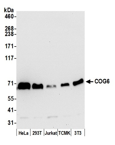 COG6 Antibody