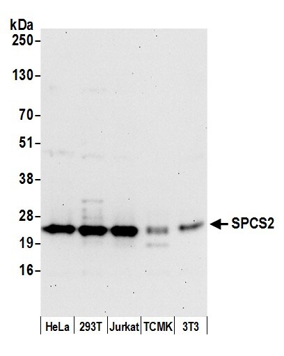 SPCS2 Antibody