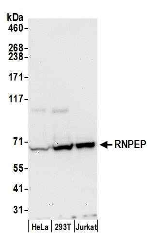 Aminopeptidase B/RNPEP Antibody