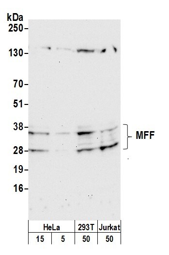 MFF Antibody