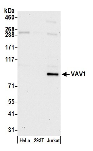 Vav-1 Antibody