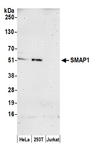 SMAP1 Antibody