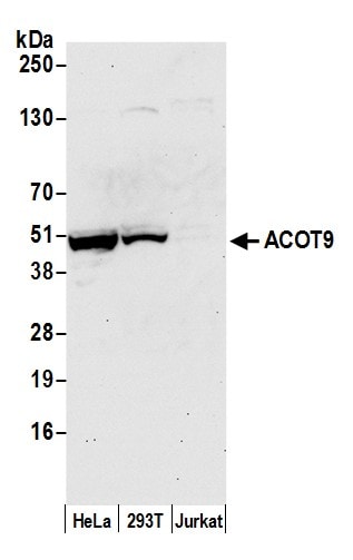 CGI-16 Antibody