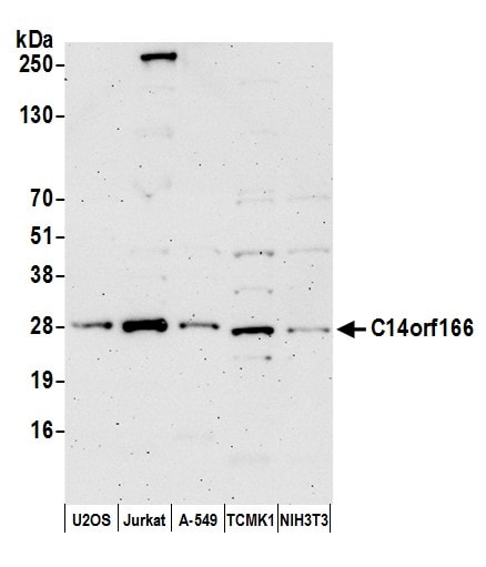 CLE7 homolog Antibody