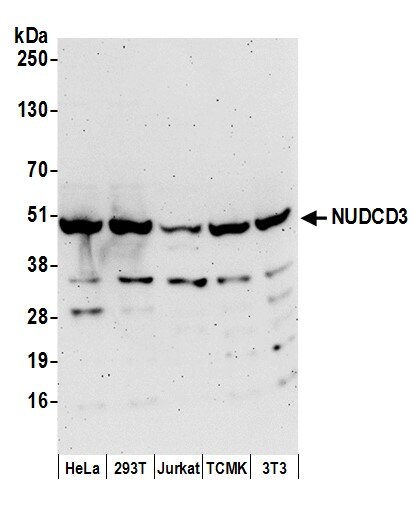 NGDN Antibody
