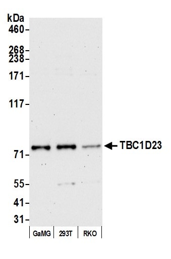 TBC1D23 Antibody