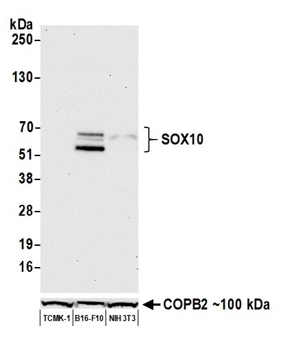 SOX10 Antibody