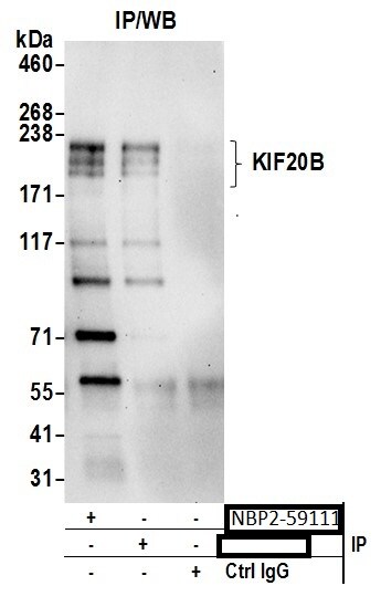 MPHOSPH1 Antibody