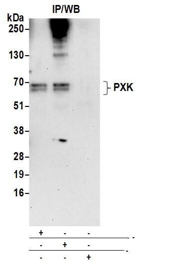 PXK Antibody