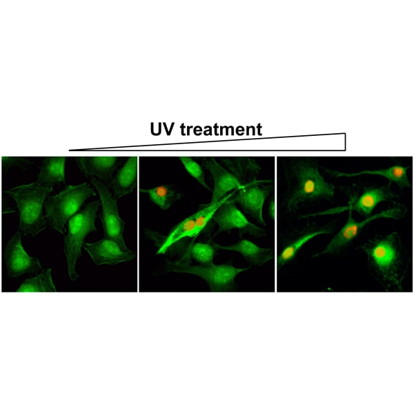 Histone H2AX [p Ser139] Antibody (RM224)