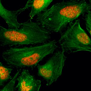 Histone H2AX Antibody (RM214)