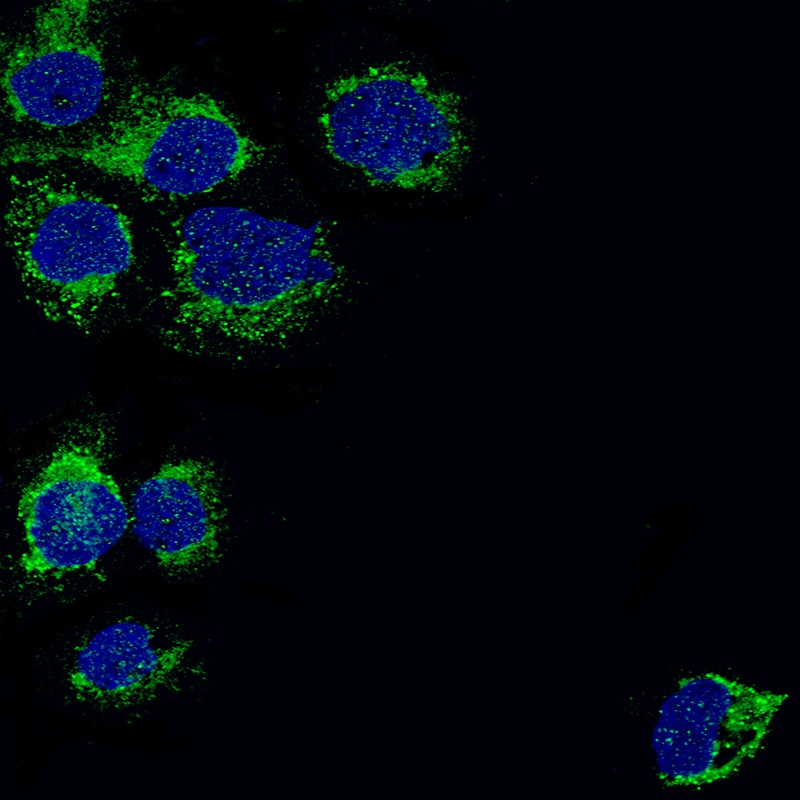 PBR Antibody (CL13359) - BSA Free Immunocytochemistry/ Immunofluorescence: PBR Antibody (CL13359) [NBP3-18560]