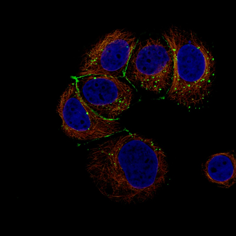 Claudin-3 Antibody (CL13128) - BSA Free Immunocytochemistry/ Immunofluorescence: Claudin-3 Antibody (CL13128) [NBP3-18577]
