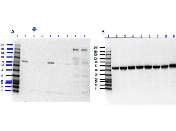 ROBO1 Knockout A549 Cell Lysate