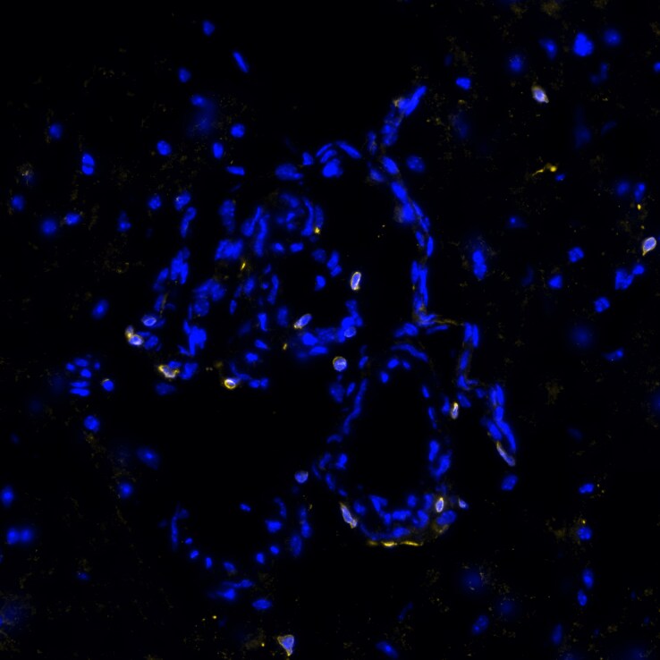 STING/TMEM173 Antibody (2922D) - BSA Free