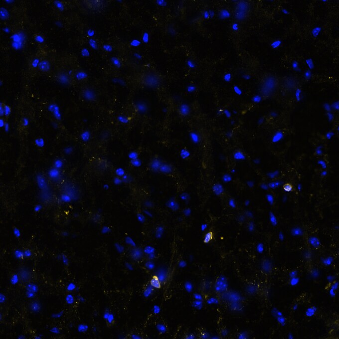 STING/TMEM173 Antibody (2922D) - BSA Free
