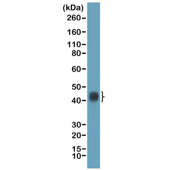 TIA1 Antibody (RM490)