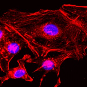 beta-Actin Antibody (RM112) [Biotin]